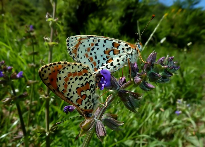 Farfalle della Val Nerina (e dintorni)